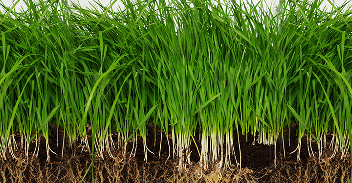 How to Plant New Grass With Peat Moss